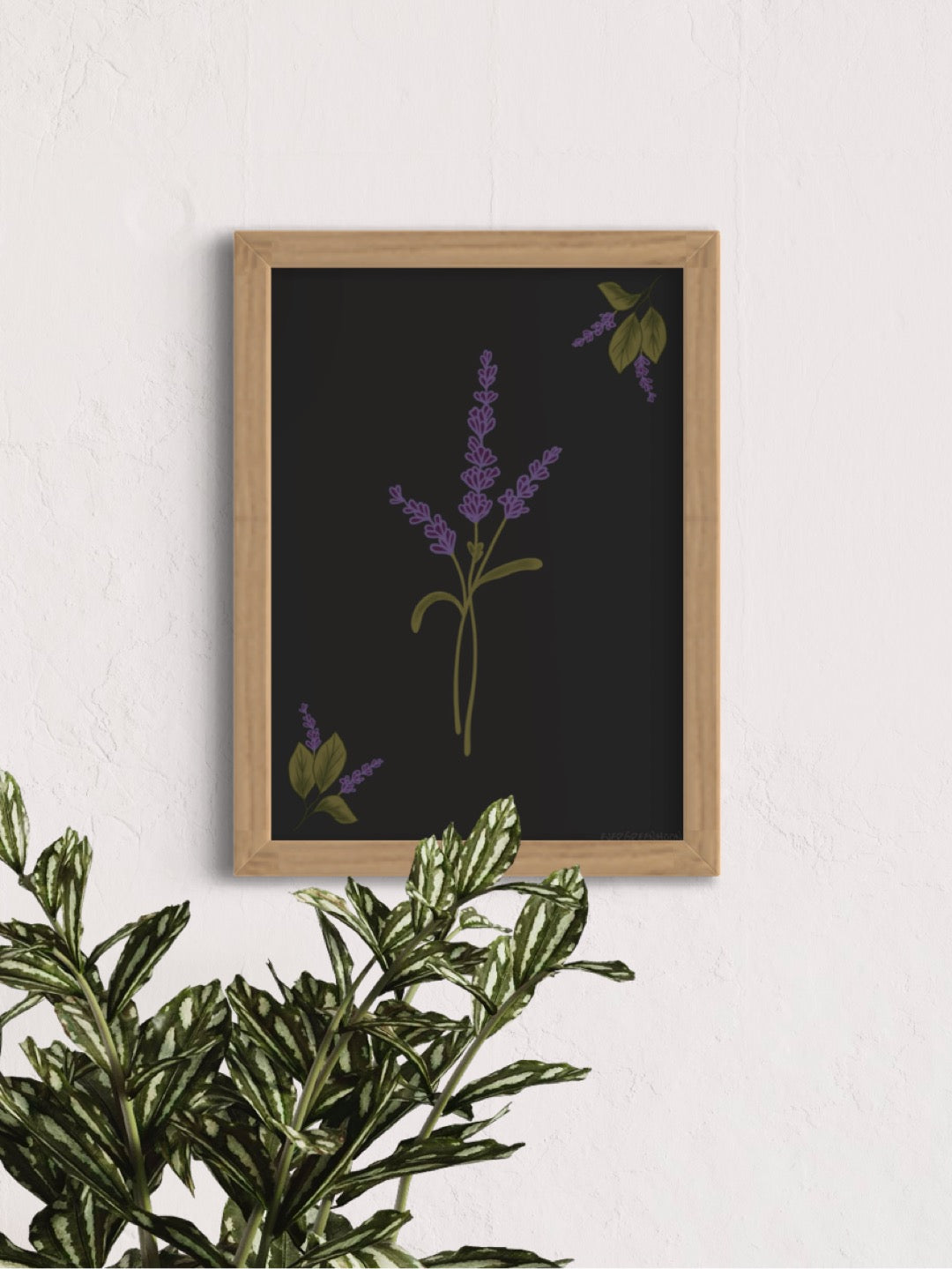 Lavender - framed art print