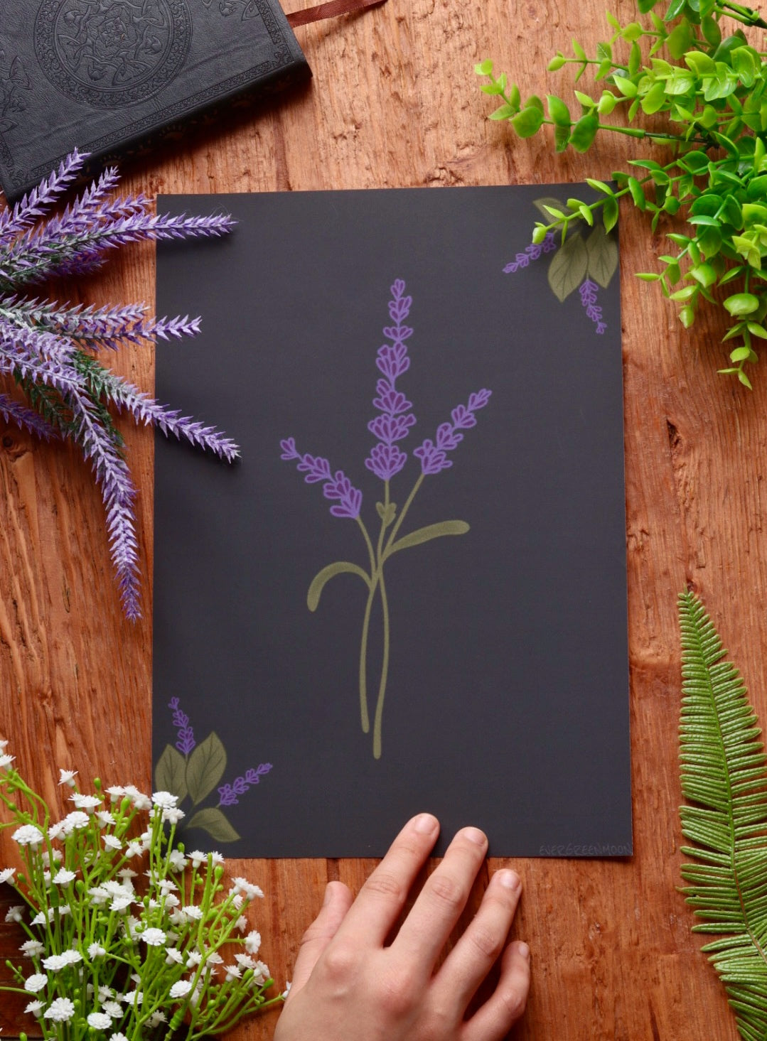 Lavender - framed art print