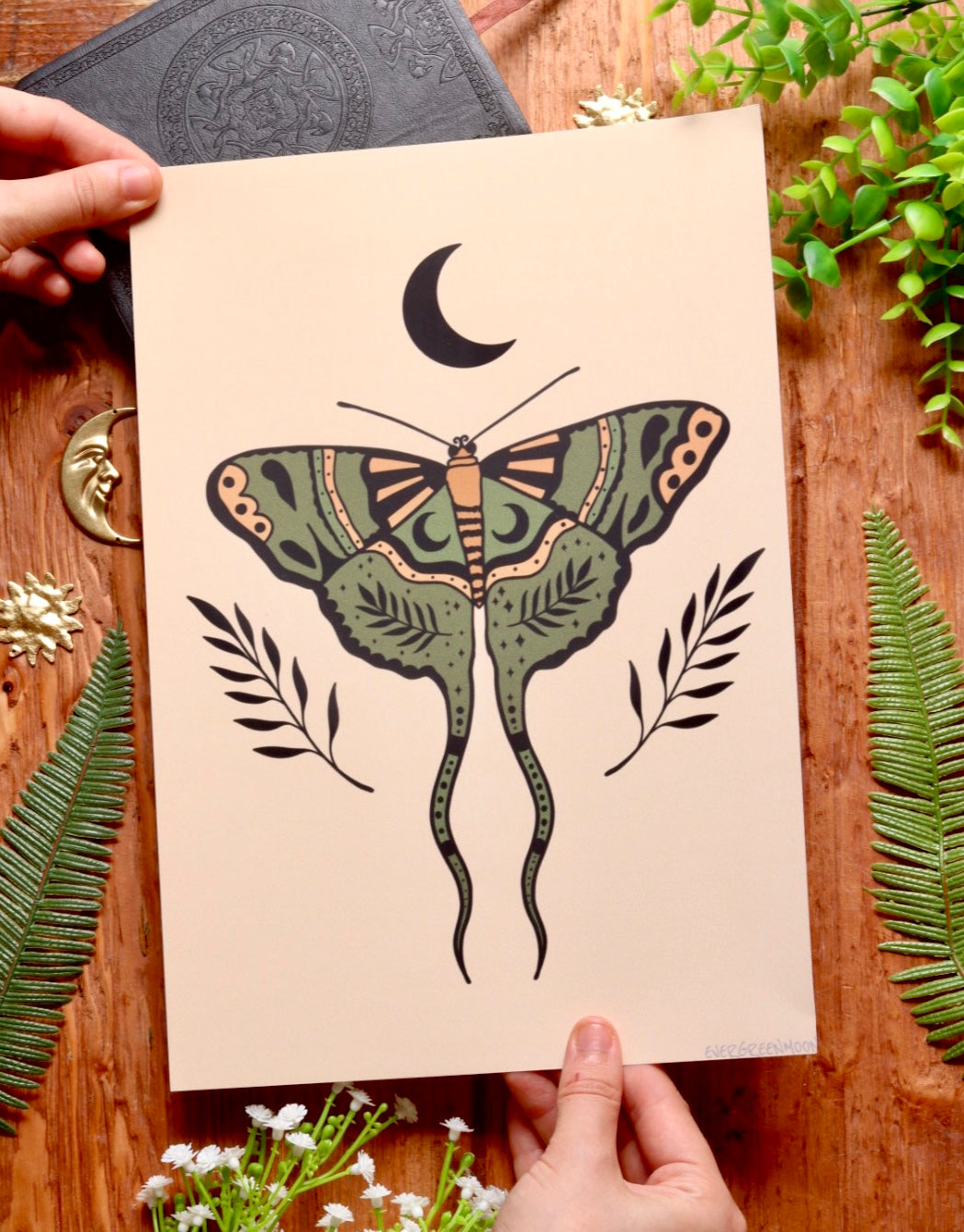 Moon moth - framed art print